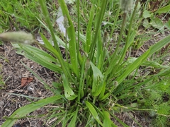 Plantago lanceolata