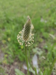 Plantago lanceolata