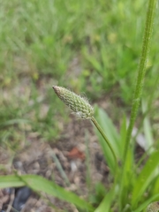 Plantago lanceolata