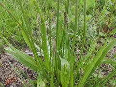 Plantago lanceolata