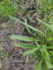 Plantago lanceolata