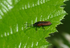 Omalisus fontisbellaquei