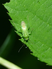 Lygocoris