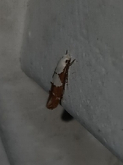 Mompha circumscriptella
