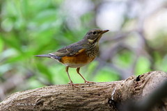 Grey-Backed Thrush photo 2