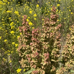Rumex crispus