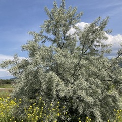 Elaeagnus angustifolia