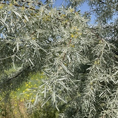 Elaeagnus angustifolia