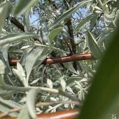 Elaeagnus angustifolia