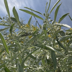 Elaeagnus angustifolia