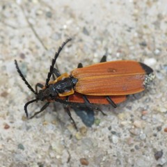 Lygistopterus ignitus