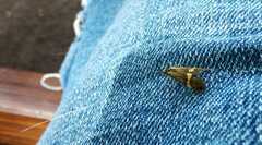 Nemophora degeerella