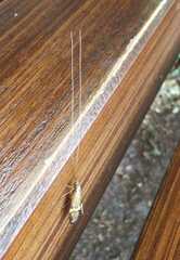 Nemophora degeerella