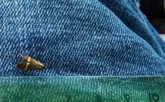 Nemophora degeerella