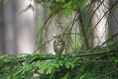 Turdus philomelos
