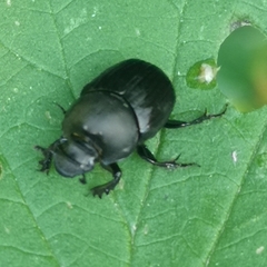 Onthophagus verticicornis
