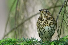 Turdus philomelos