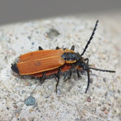 Lygistopterus ignitus