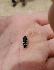 Acmaeodera panamintensis