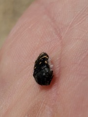 Acmaeodera panamintensis