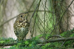 Turdus philomelos