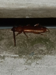 Smodicum cucujiforme