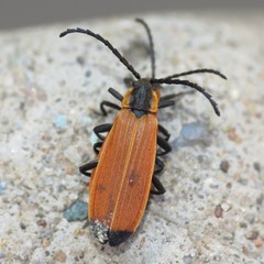 Lygistopterus ignitus