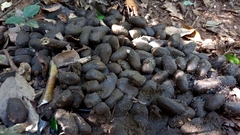 Hydrochoerus hydrochaeris