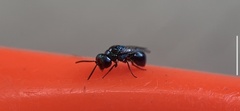 Omalus