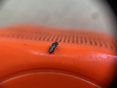Omalus