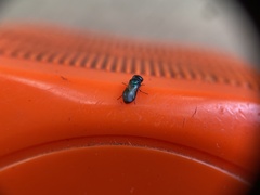 Omalus