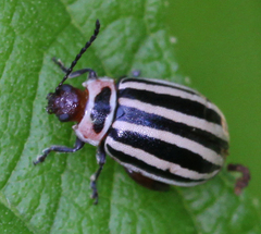 Kuschelina petaurista