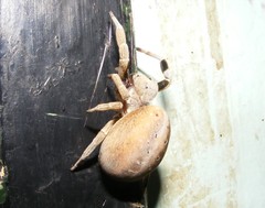 Stegodyphus tentoriicola