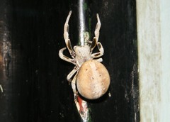 Stegodyphus tentoriicola