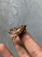 Noctuidae