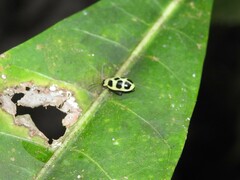 Walterianella propugnaculum