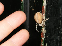 Stegodyphus tentoriicola