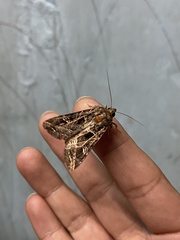 Noctuidae