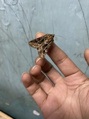 Noctuidae