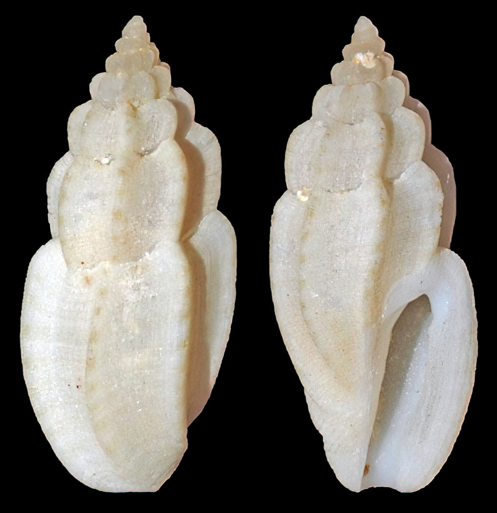 Eucithara caledonica
