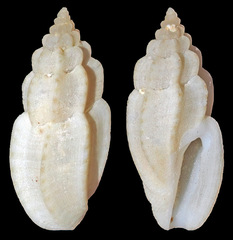 Eucithara caledonica