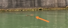 Myocastor coypus