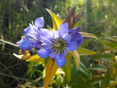 Gentiana spathacea