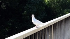 Columba livia domestica