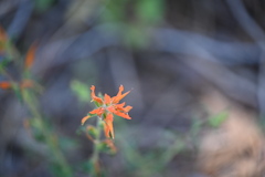 Castilleja disticha