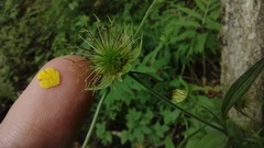 Geum × intermedium
