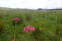 Nerine angustifolia