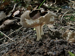 Helvella solitaria