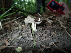 Helvella solitaria