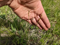 Carex xerantica